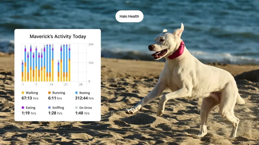 Activity tracking in the Halo app